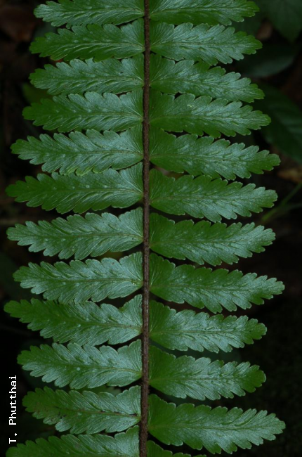 Upper surface of lamina