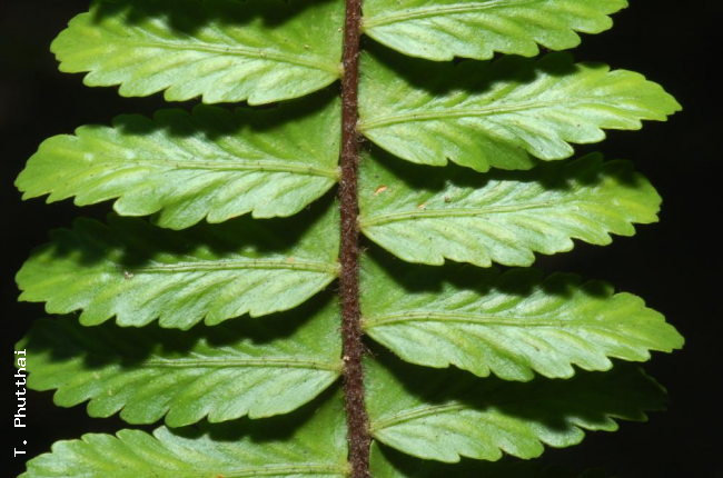 Upper surface of lamina