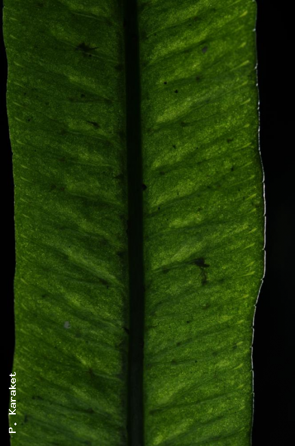 Venation
