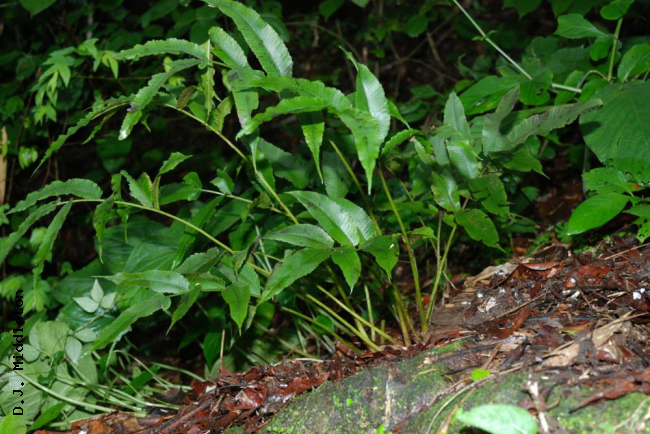 Habit