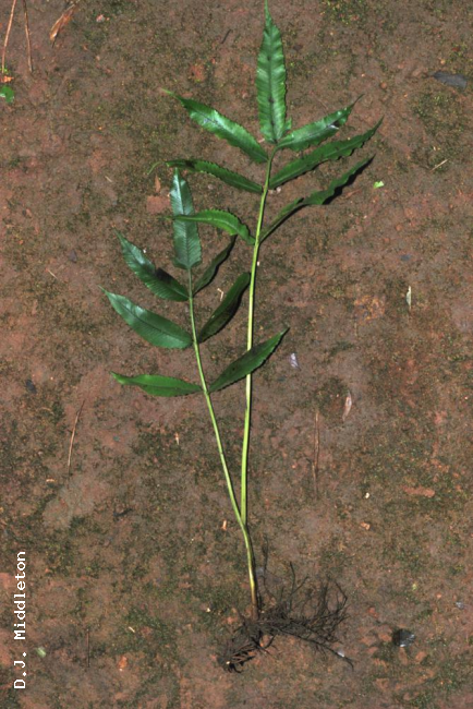 Whole plant
