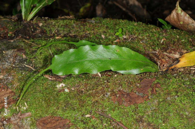 Habit