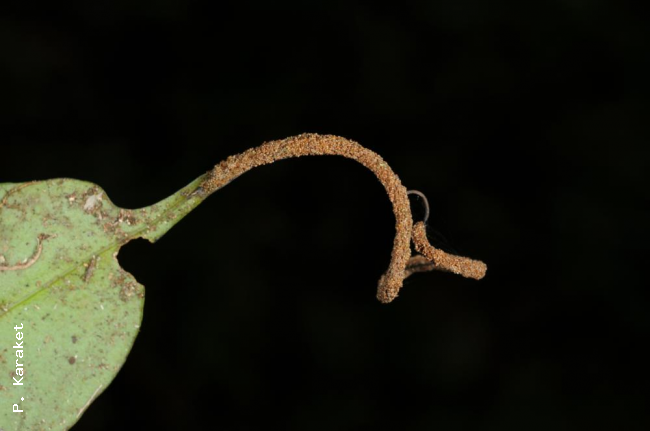 Fertile frond apex with mature sori