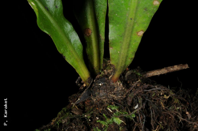 Rhizome and frond bases