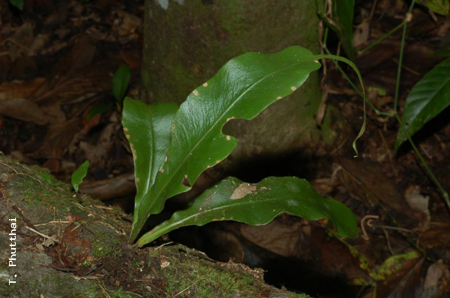 Habit