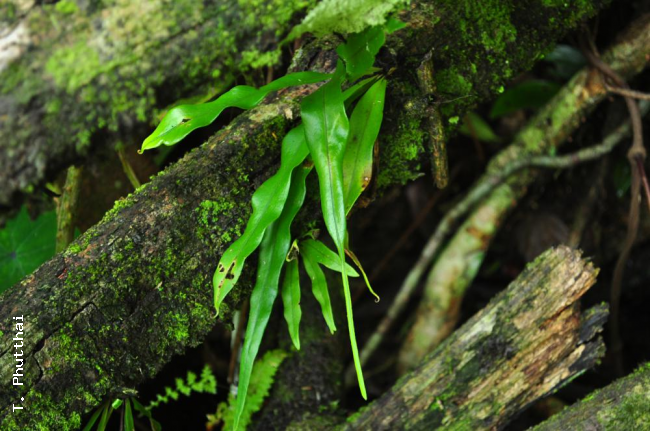 Habit