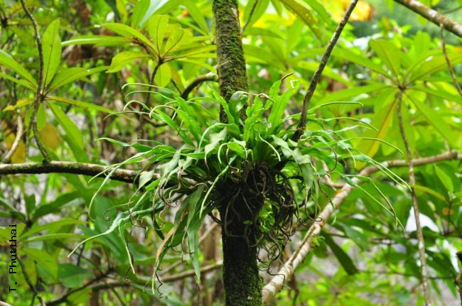 Habit