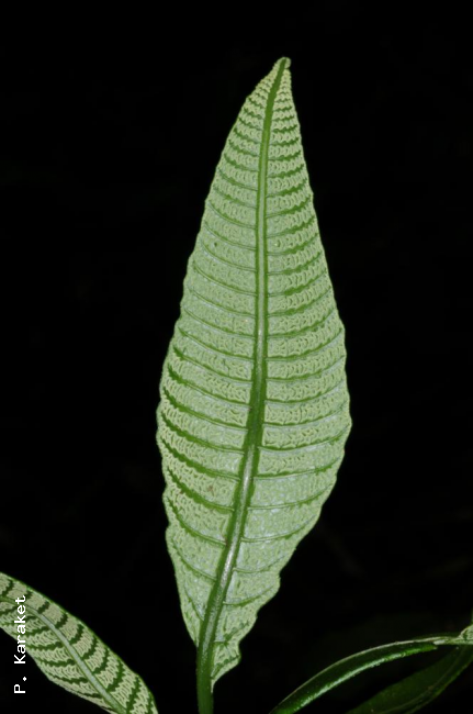 Immature fertile pinna