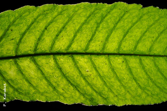 Venation