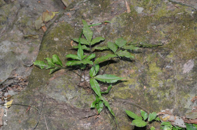 Habit