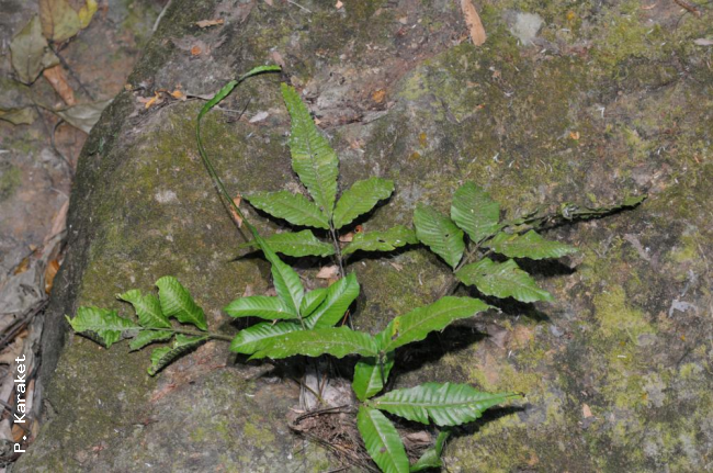 Habit to show elongated frond apex
