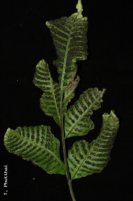 Fertile frond