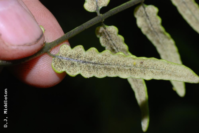Fertile pinna with young sori