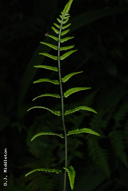 Fertile frond