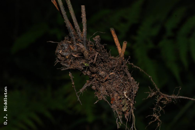 Rhizome