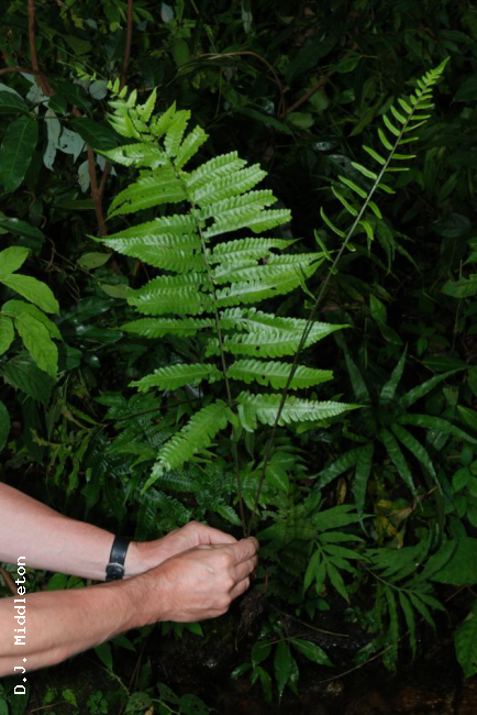 Sterile and fertile fronds