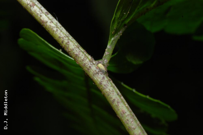 Aerophore at junction of rachis and pinna