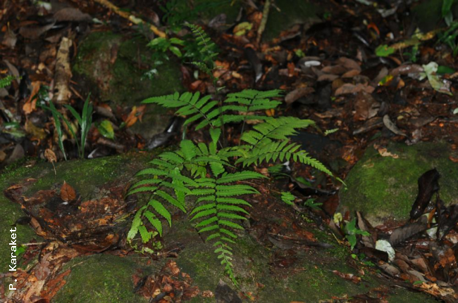 Habit