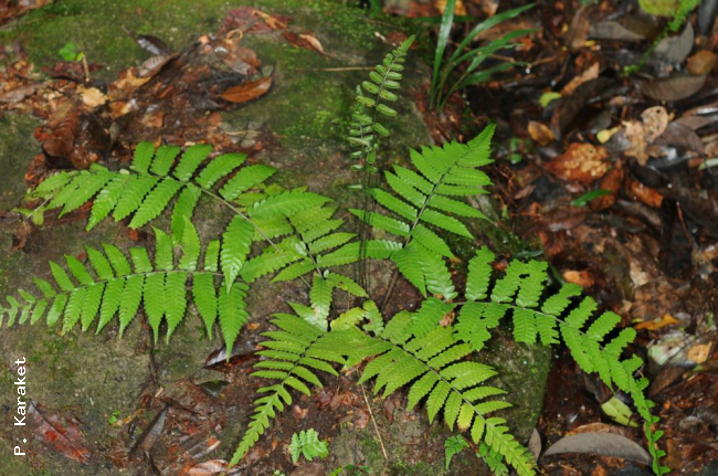 Habit