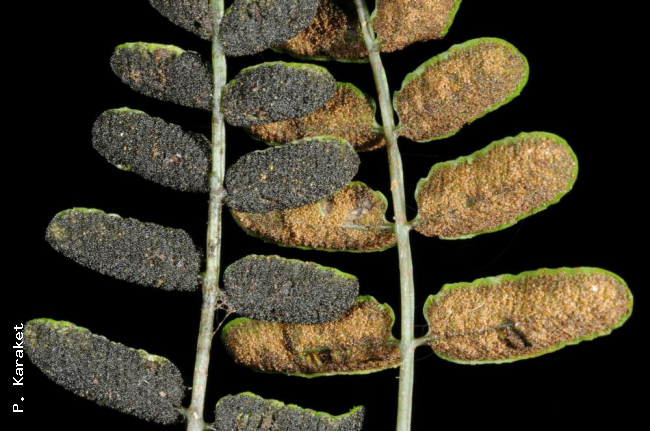 Older and younger fertile pinnae