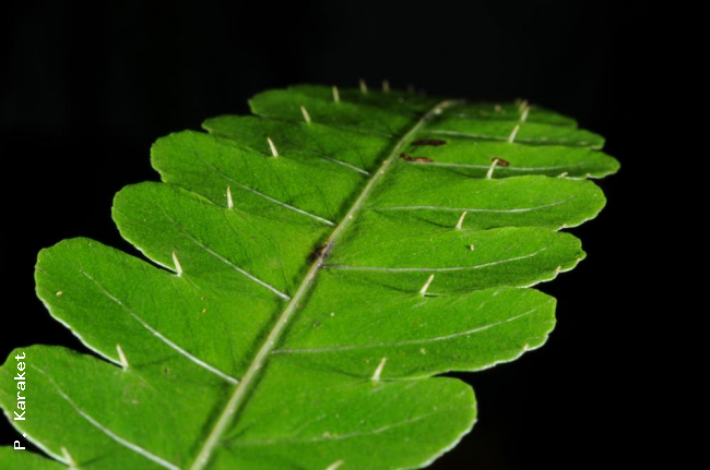 Spines on upper surface of sterile lamina