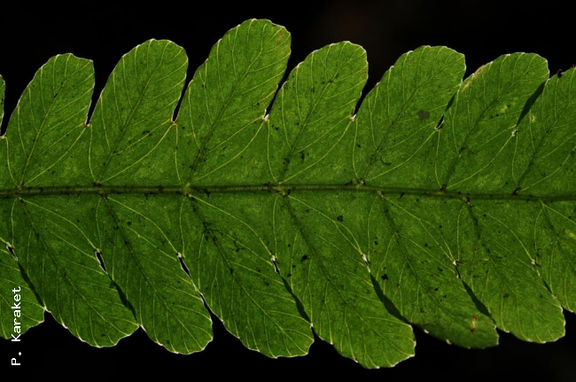Venation in sterile frond