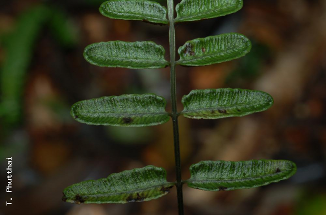 Upper surface of fertile pinnae