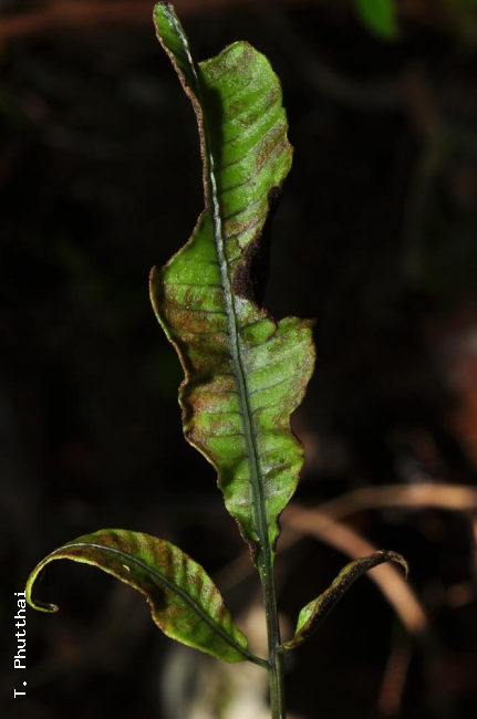 Upper surface of damaged fertile pinna