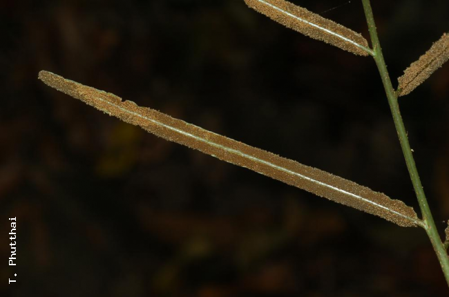 Lower surface of fertile pinna