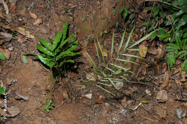 Habit