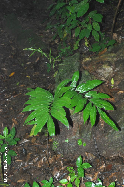 Habit