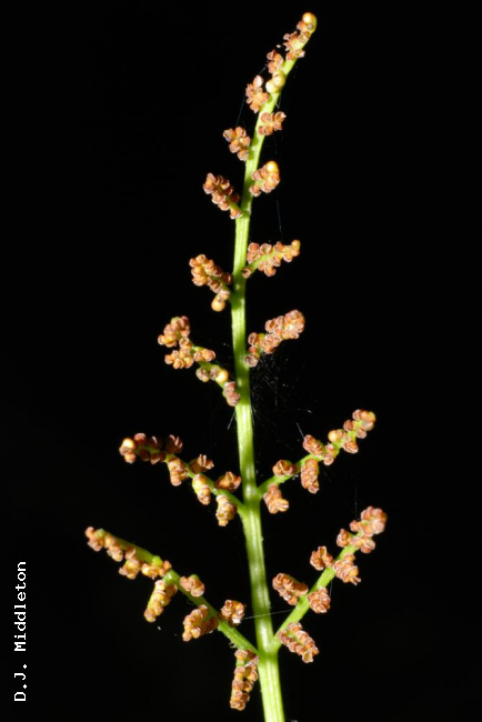 Fertile section