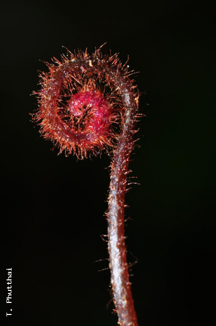 Crozier