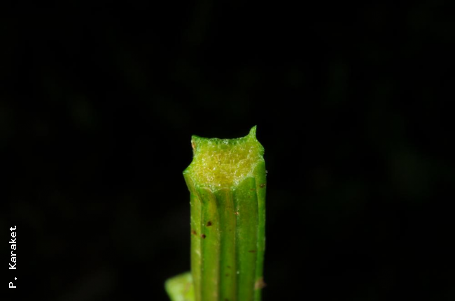 Cross section through stipe