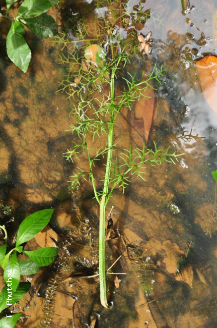Habit