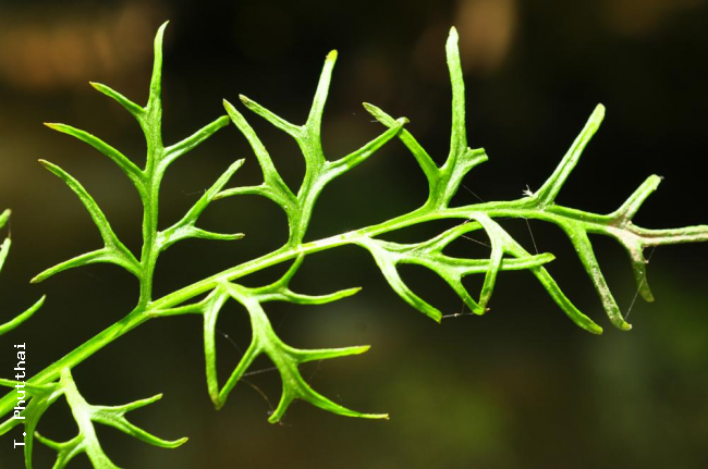 Rachis and pinnae