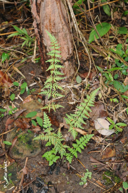 Habit