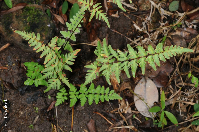 Habit
