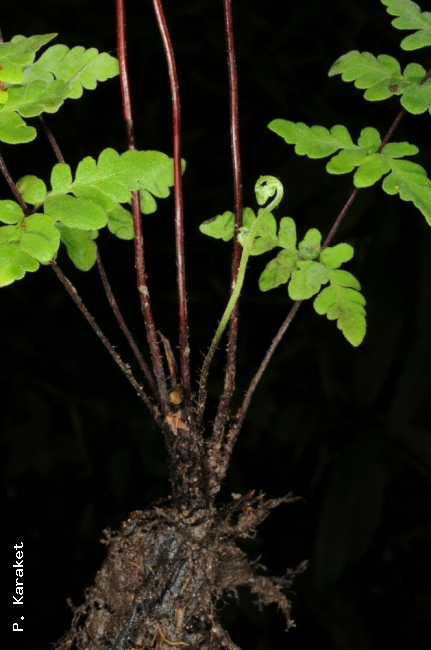 Rhizome and stipes