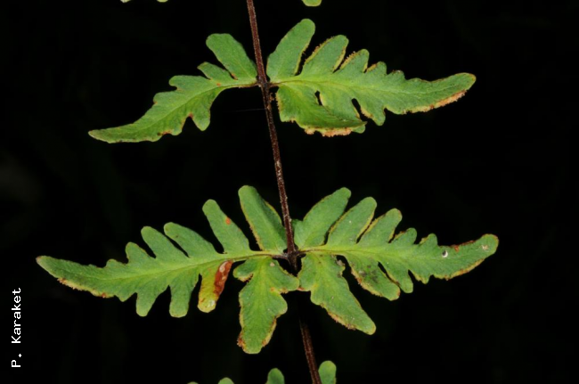 Fertile pinnae