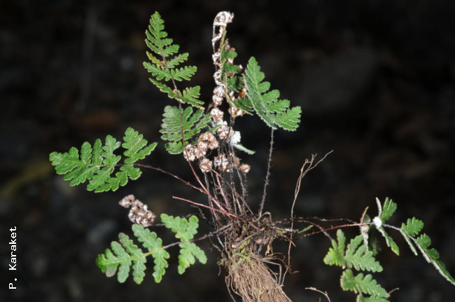 Whole plant