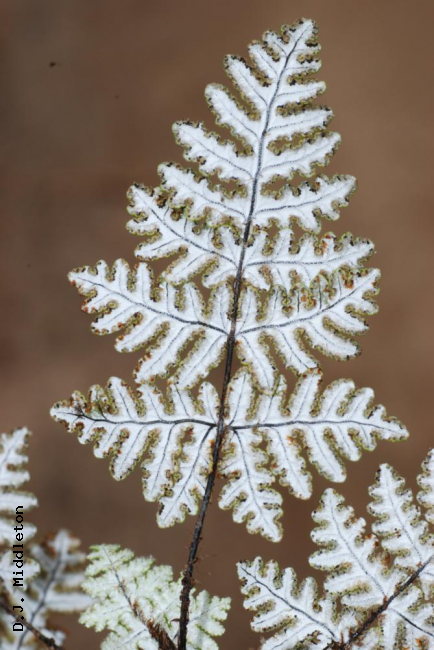 Lower surface of frond