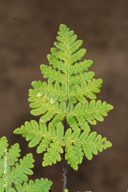 Upper surface of frond