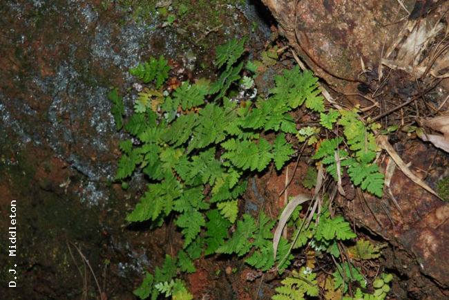 Habit