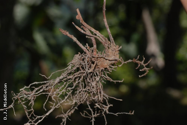 Rhizome
