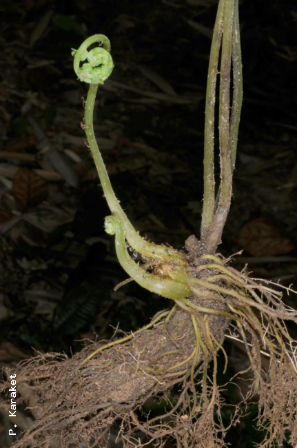 Rhizome and crozier