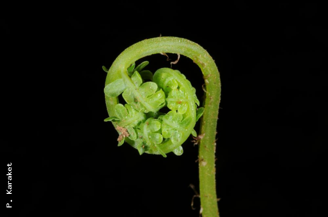 Crozier
