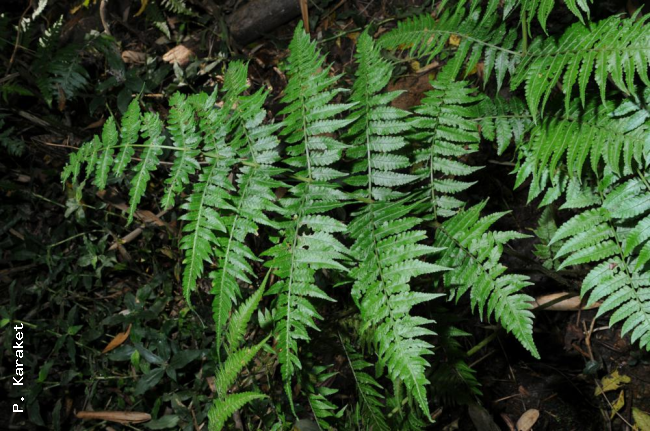 Habit