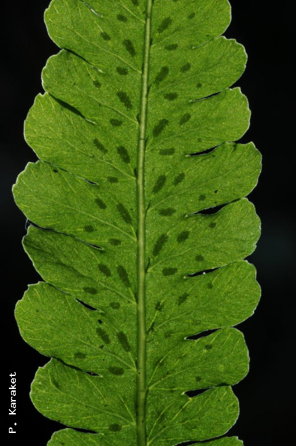 Venation