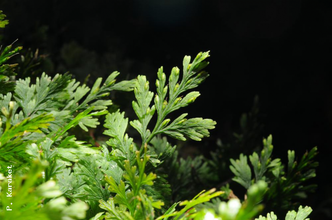Fronds with mature sori